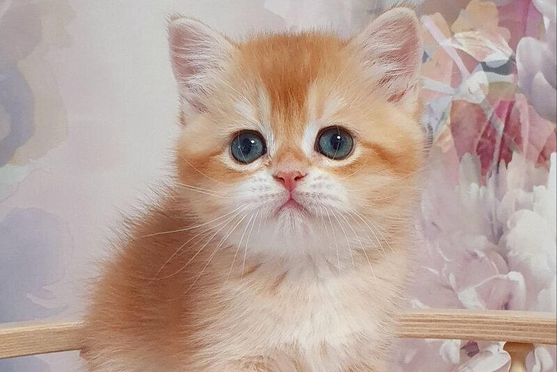 Tortik British Shorthair male, chocolate golden chinchilla