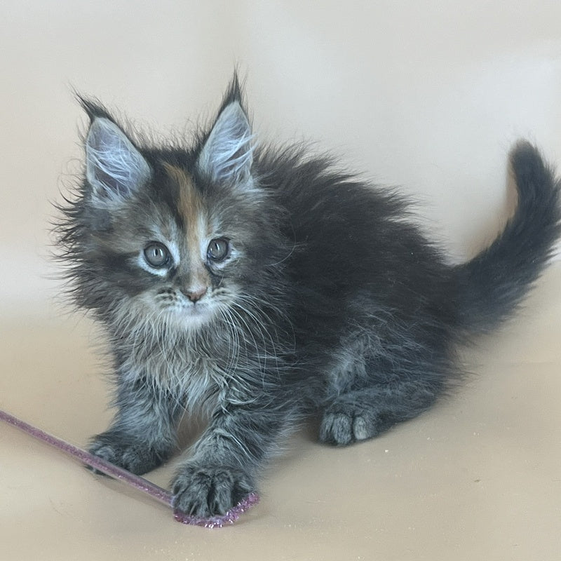 Bella Maine Coon female, black tortie silver