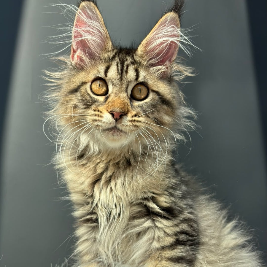 Amelia Maine Coon female, black spotted tabby