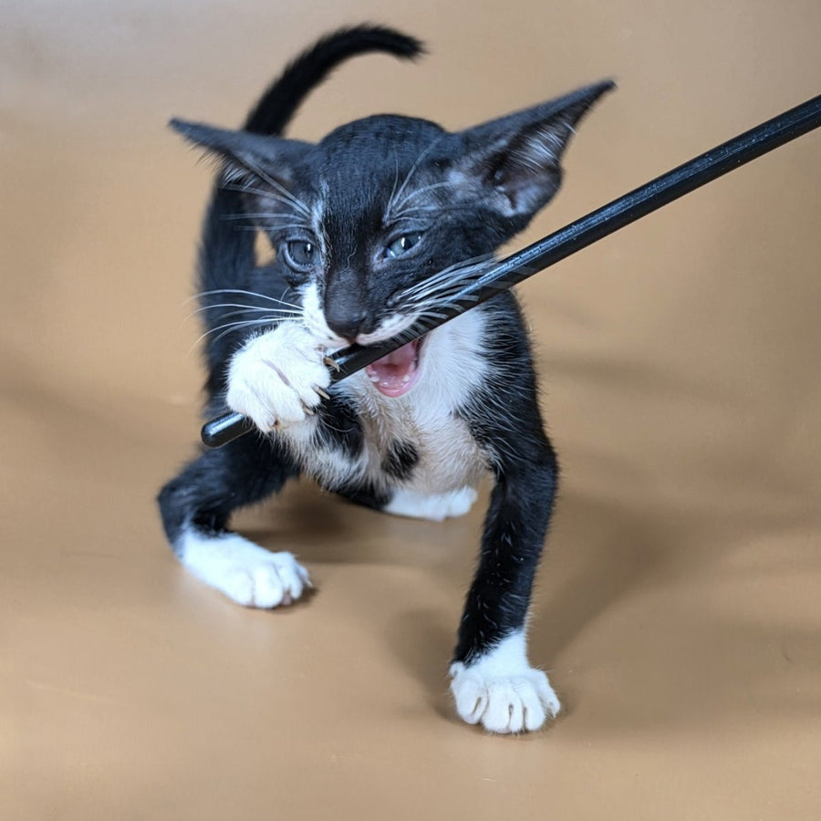 Daphne Oriental Shorthair female, black bicolour