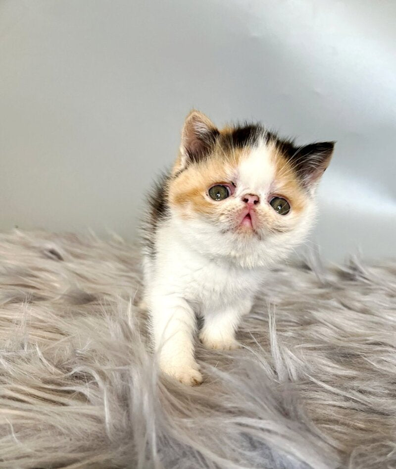 Zara Exotic female, black tortie bicolour