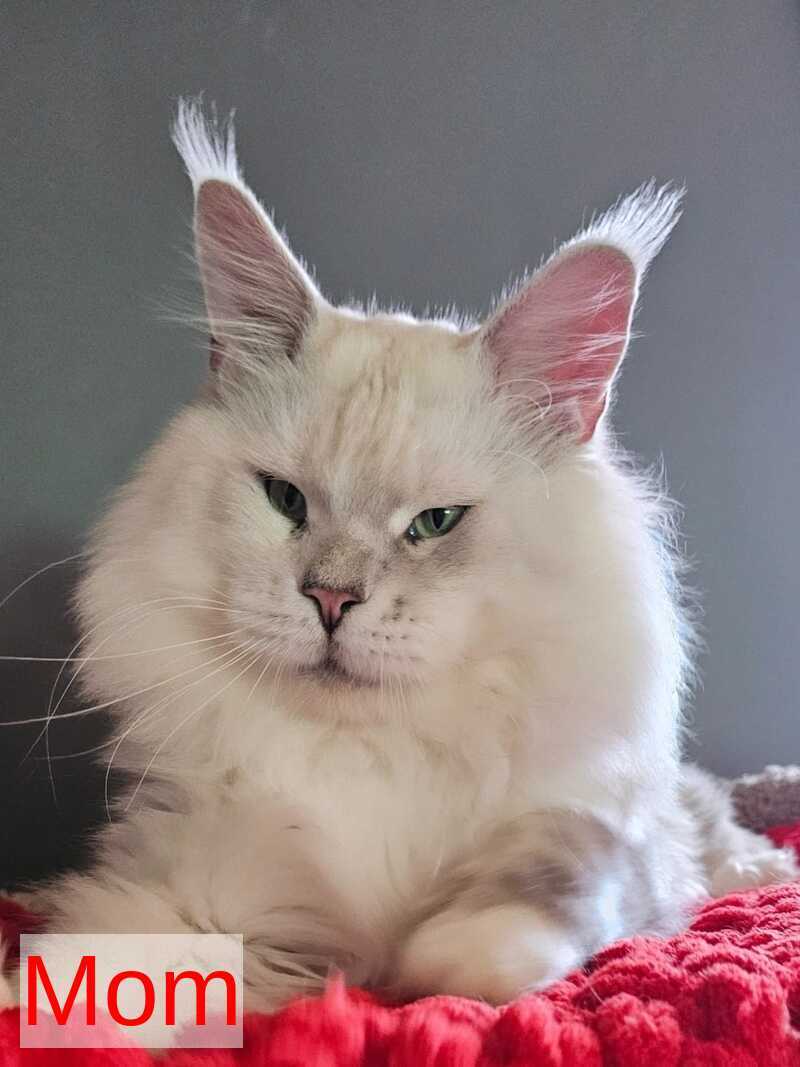 King Maine Coon male, black silver ticked tabby