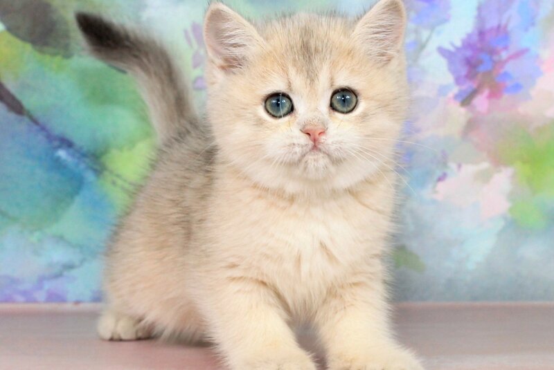 Princess British Shorthair female blue golden shaded - live animals