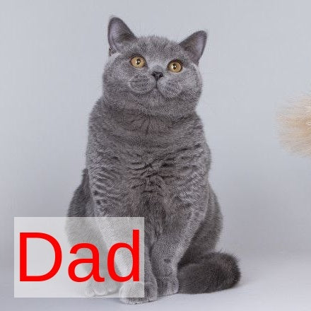 Belyash British Shorthair male, lilac