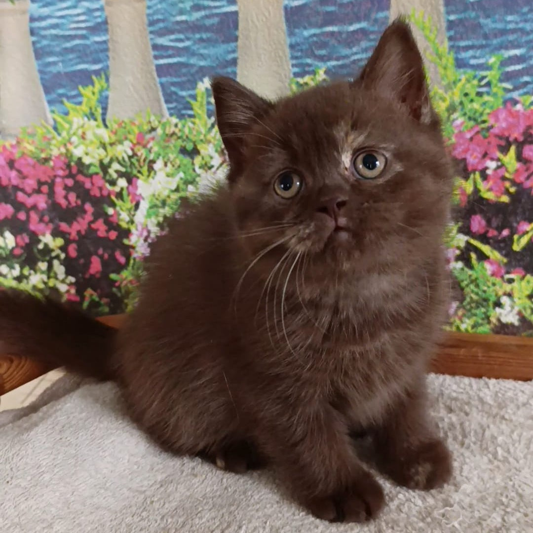 Matilda British Shorthair female, lilac tortie