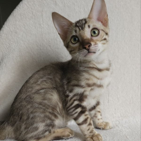 Max Bengal male, seal tabby