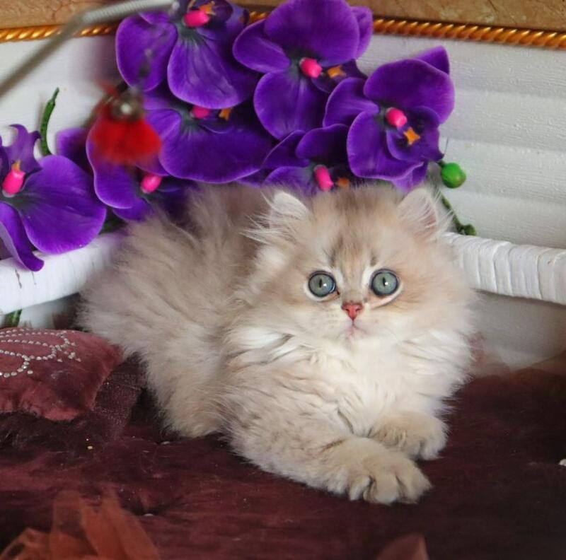 Marchello British Longhair male blue golden shaded - live animals