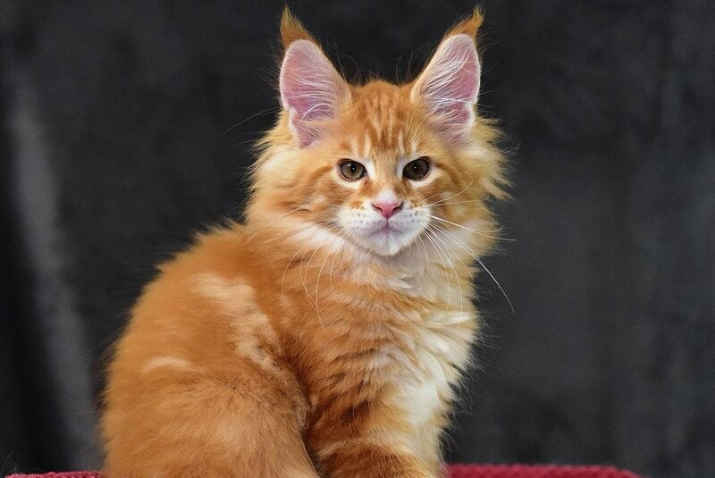 Cvetan Aureus Maine Coon male, red tabby