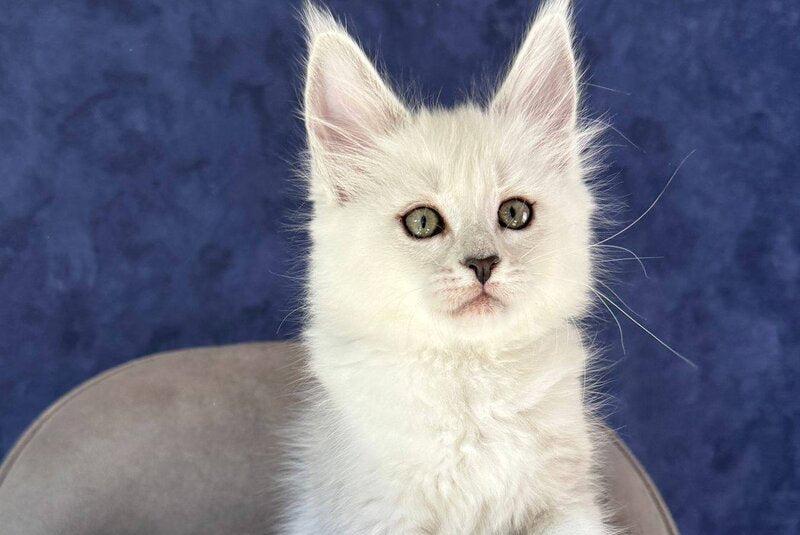 Zabawa Maine Coon female black silver shaded - live animals