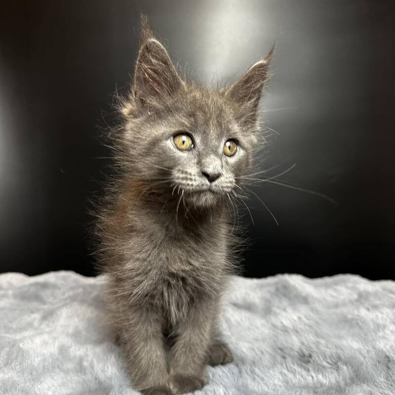 Baunti Maine Coon female blue - live animals