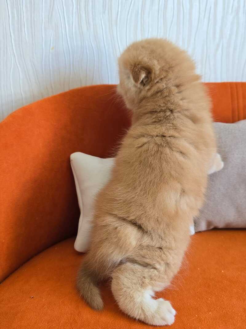 Olympic Scottish Fold male red ticked tabby - live animals