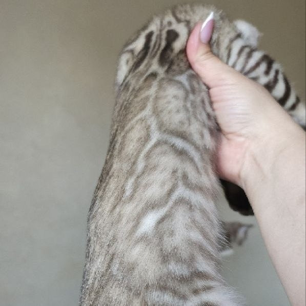 Max Bengal male, seal tabby