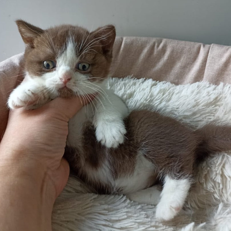 Irvin British Shorthair male, chocolate bicolour