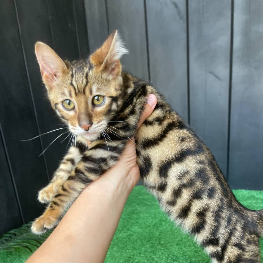 Ugo Toyger male, black tabby