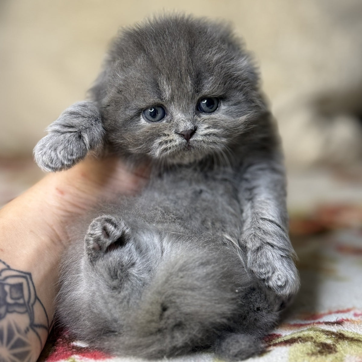 Bobby Scottish Fold male, blue