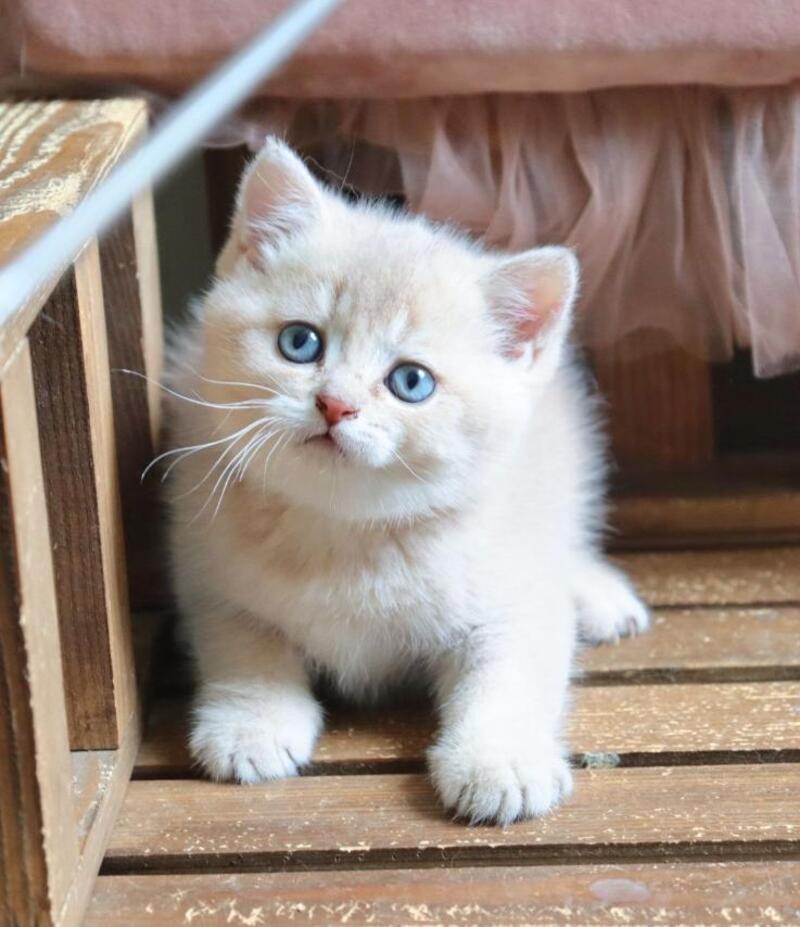 Stianly British Shorthair male, lilac golden shaded