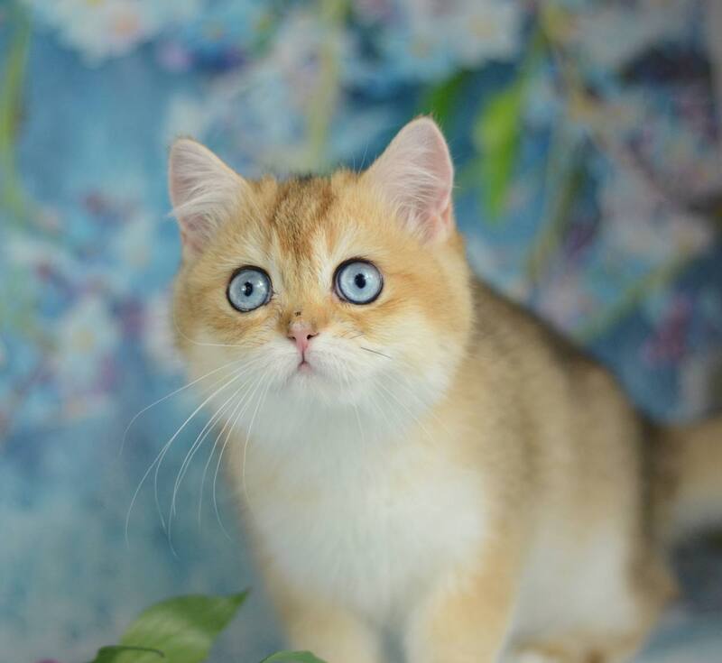 Diana British Shorthair female, black golden shaded with white