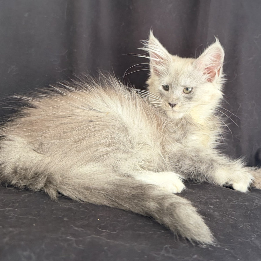 Afina Maine Coon female, black silver mitted