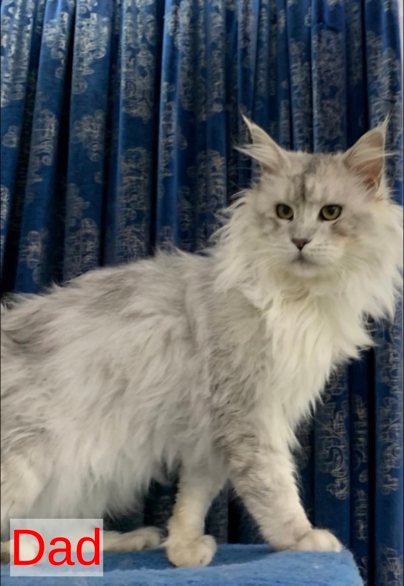 Yanius Maine Coon male black silver tabby - live animals