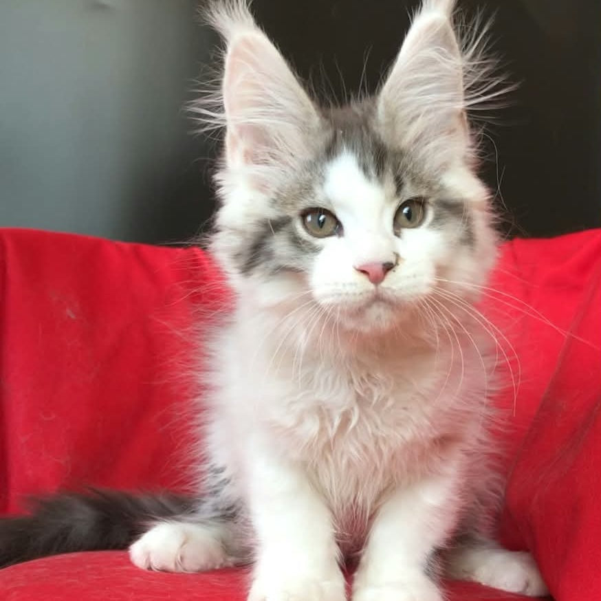 Graf Maine Coon male, black tabby bicolour