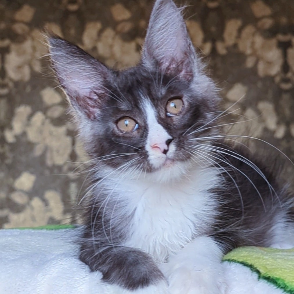 Harisha Maine Coon male, black silver bicolour