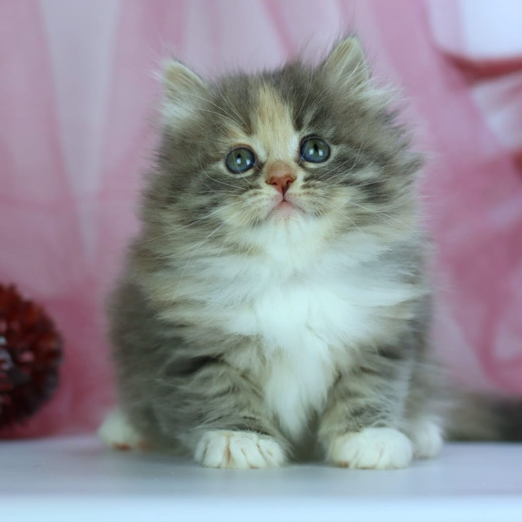 India Siberian female, blue tortie with white spotted tabby