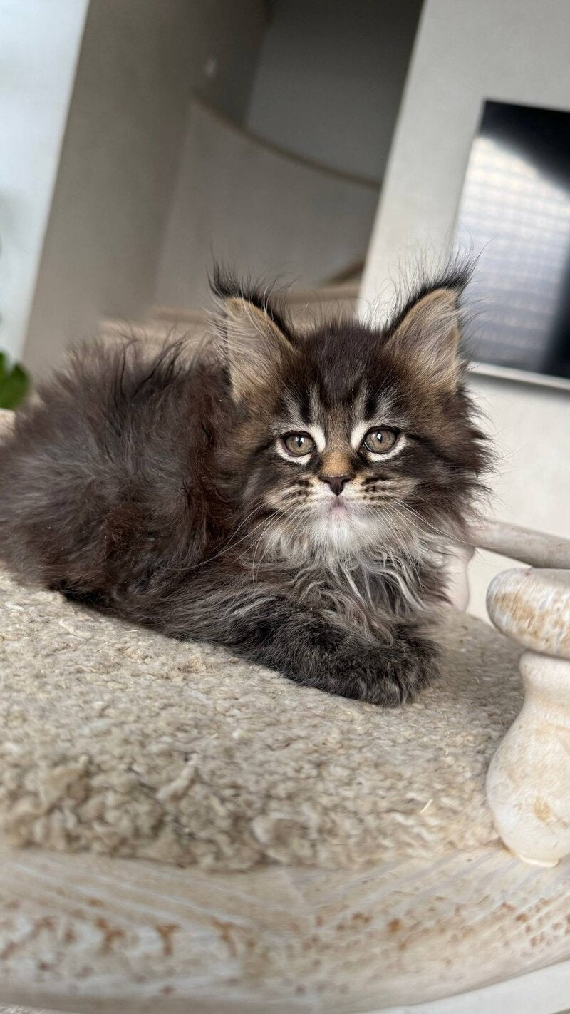 Safina Maine Coon male black tabby - live animals