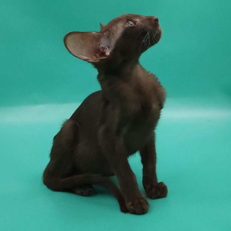 Rafaella Oriental Shorthair female, chocolate