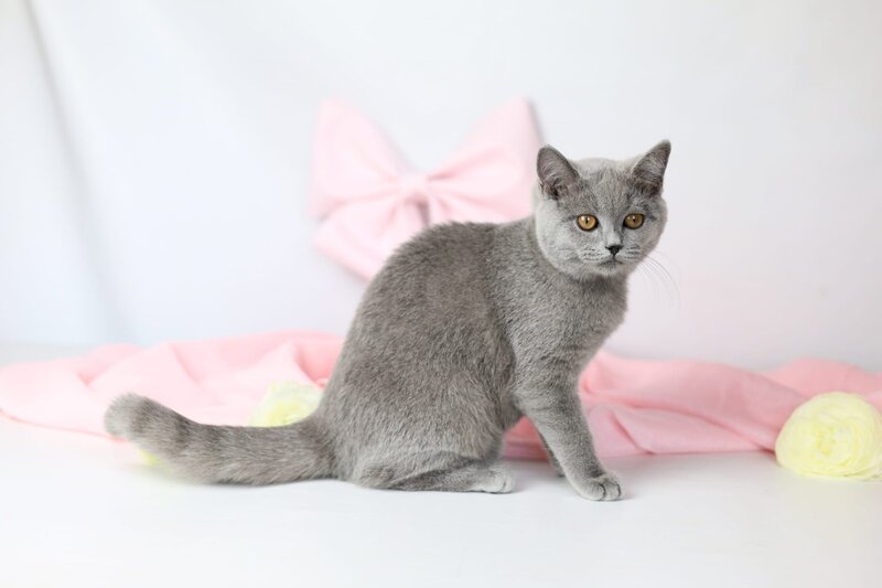 Miranda British Shorthair female blue - live animals