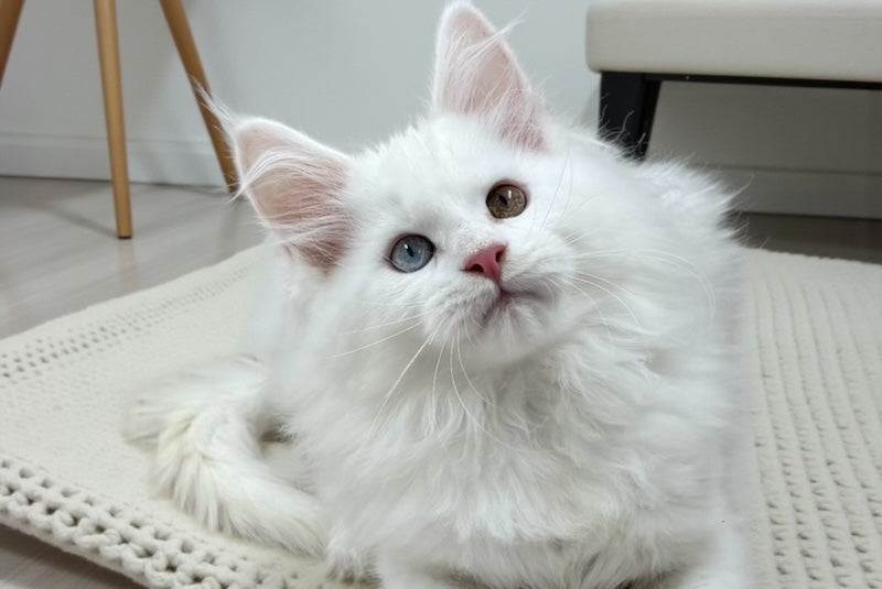 Dinar Maine Coon male, white