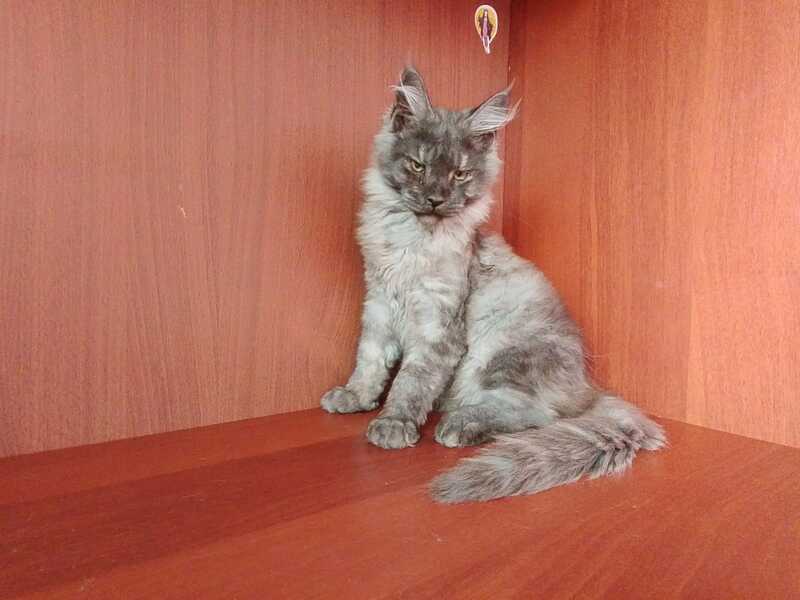 Duke Maine Coon male, black silver