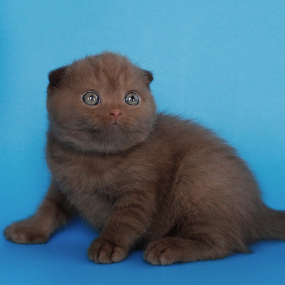 Alisa Scottish Fold female, cinnamon