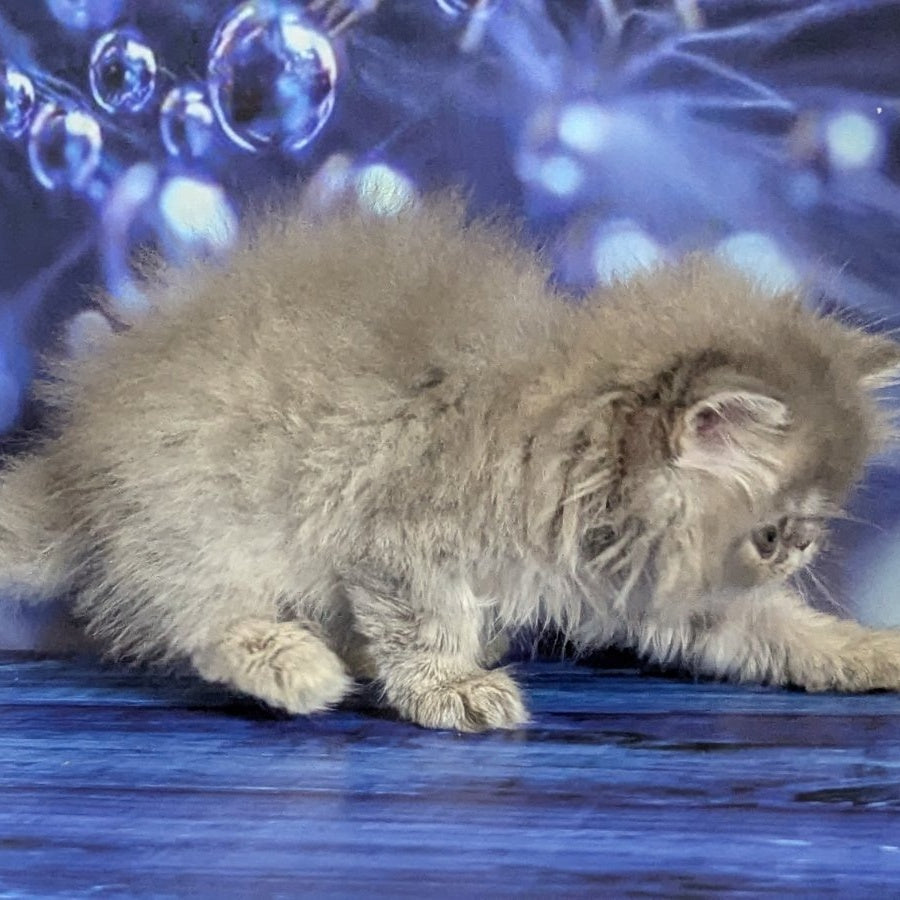 Pavlik Persian male, blue tabby