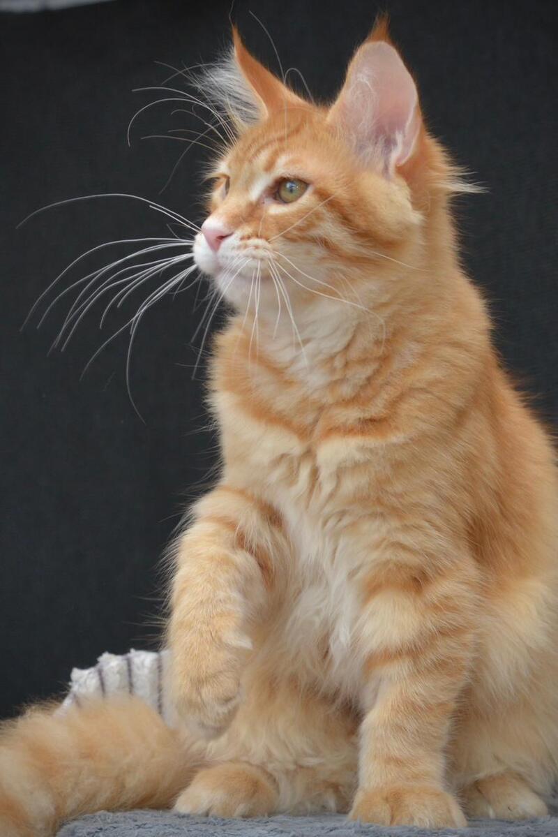 Velvet Maine Coon male red tabby - live animals