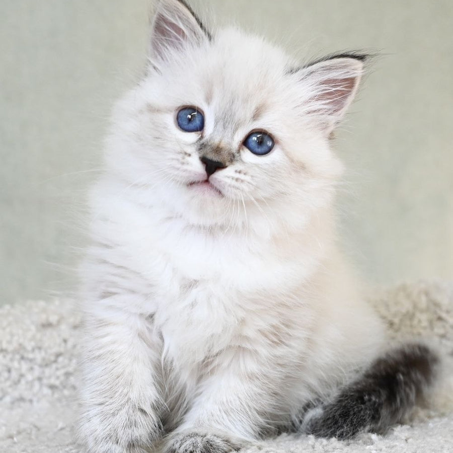 Kassey Siberian male, black tabby pointed