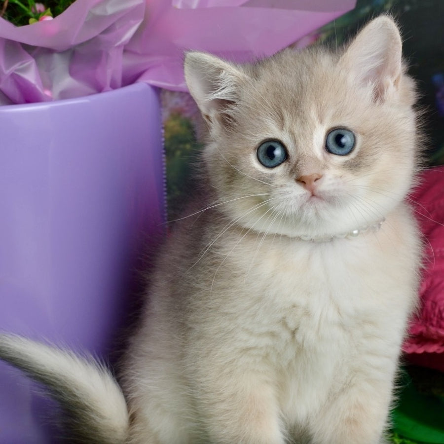 Ursula British Shorthair female, blue golden shaded