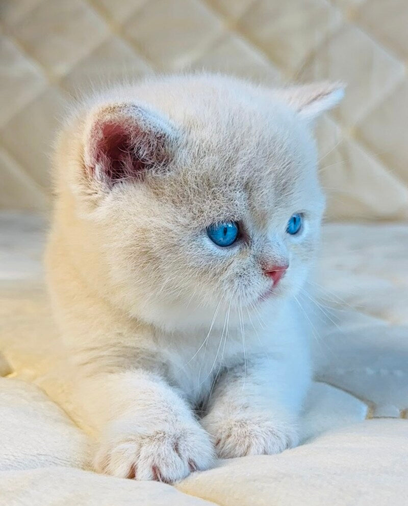 Elian British Shorthair male, cream golden