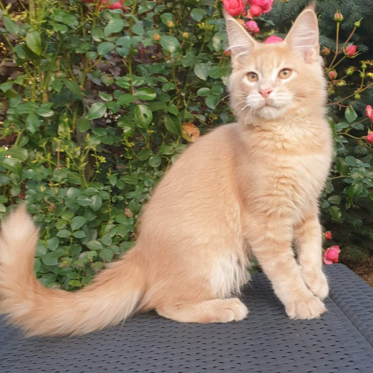 Hamilton Maine Coon male, cream ticked tabby