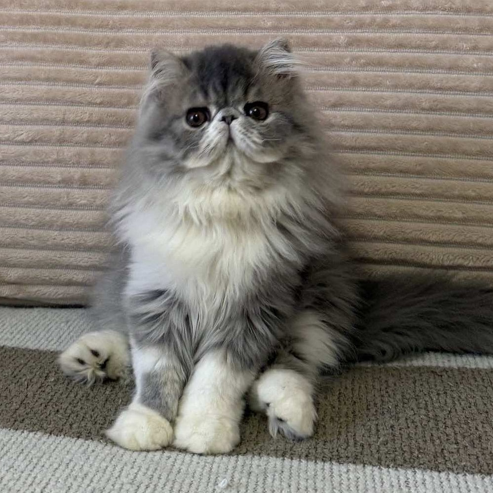 Lady Blue Persian female, blue bicolour spotted tabby