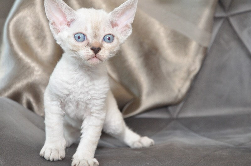 Alex Devon Rex male, black tabby pointed