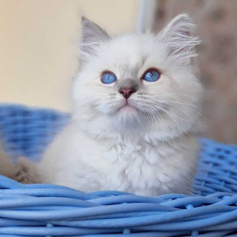 Dustin Siberian male, blue tabby pointed
