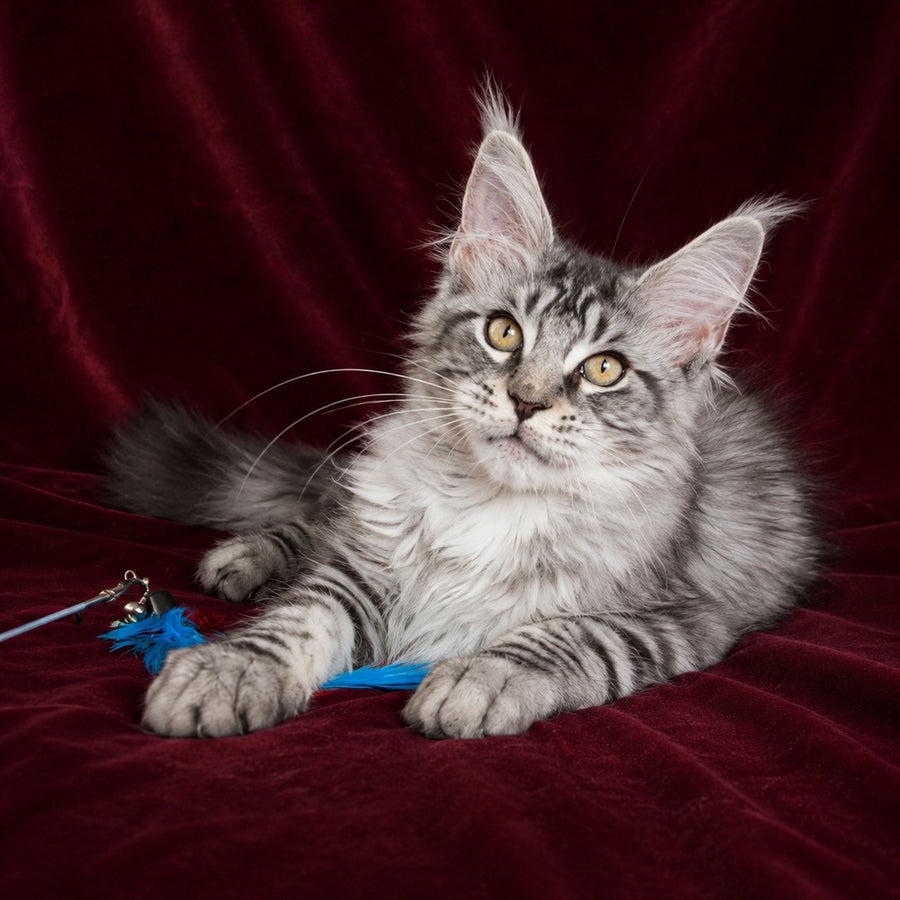 Ivory Maine Coon male, black silver tabby