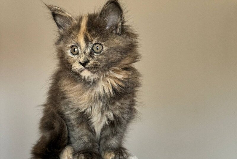 Otome Maine Coon female, blue tortie with white