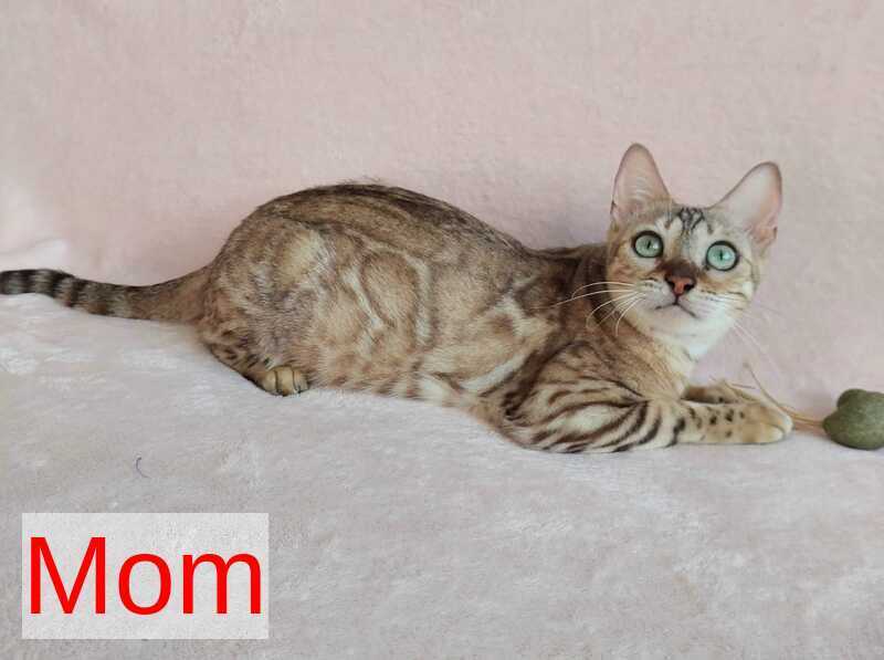 Lesya Bengal female, black spotted tabby