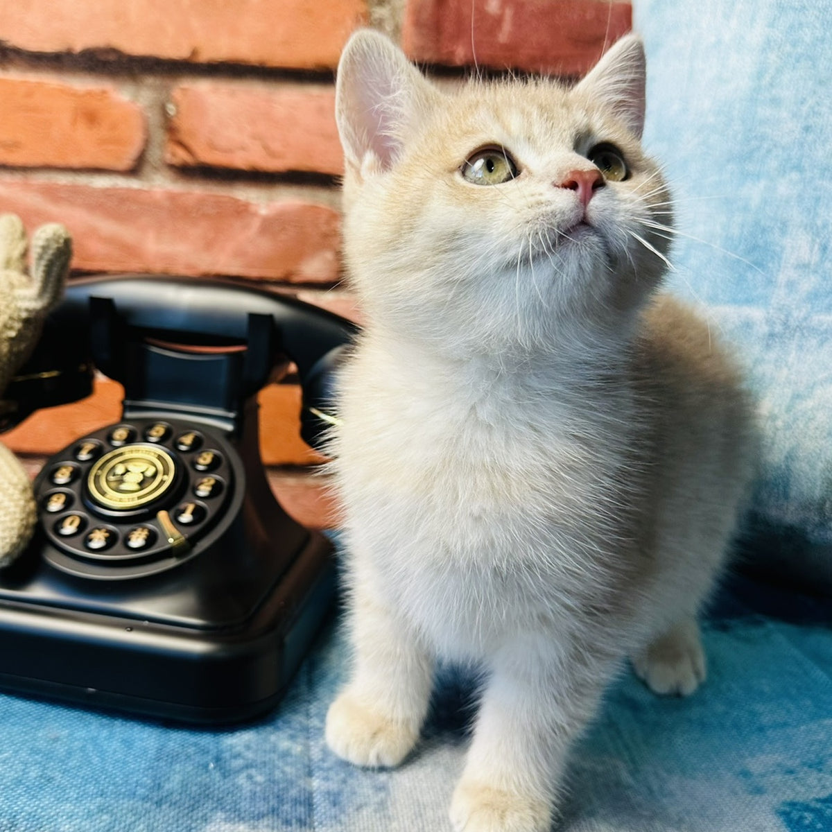 Jin British Shorthair male, blue golden spotted tabby