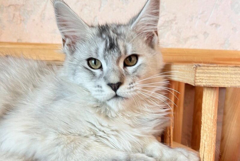 Zabava Maine Coon female, black tortie silver ticked tabby