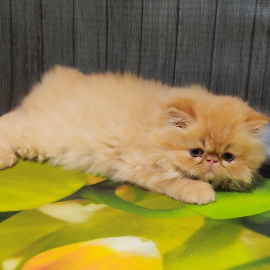 Nilson Persian male, red tabby
