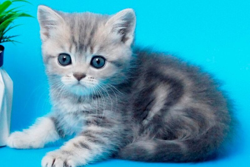 Raphael British Shorthair male, blue spotted tabby