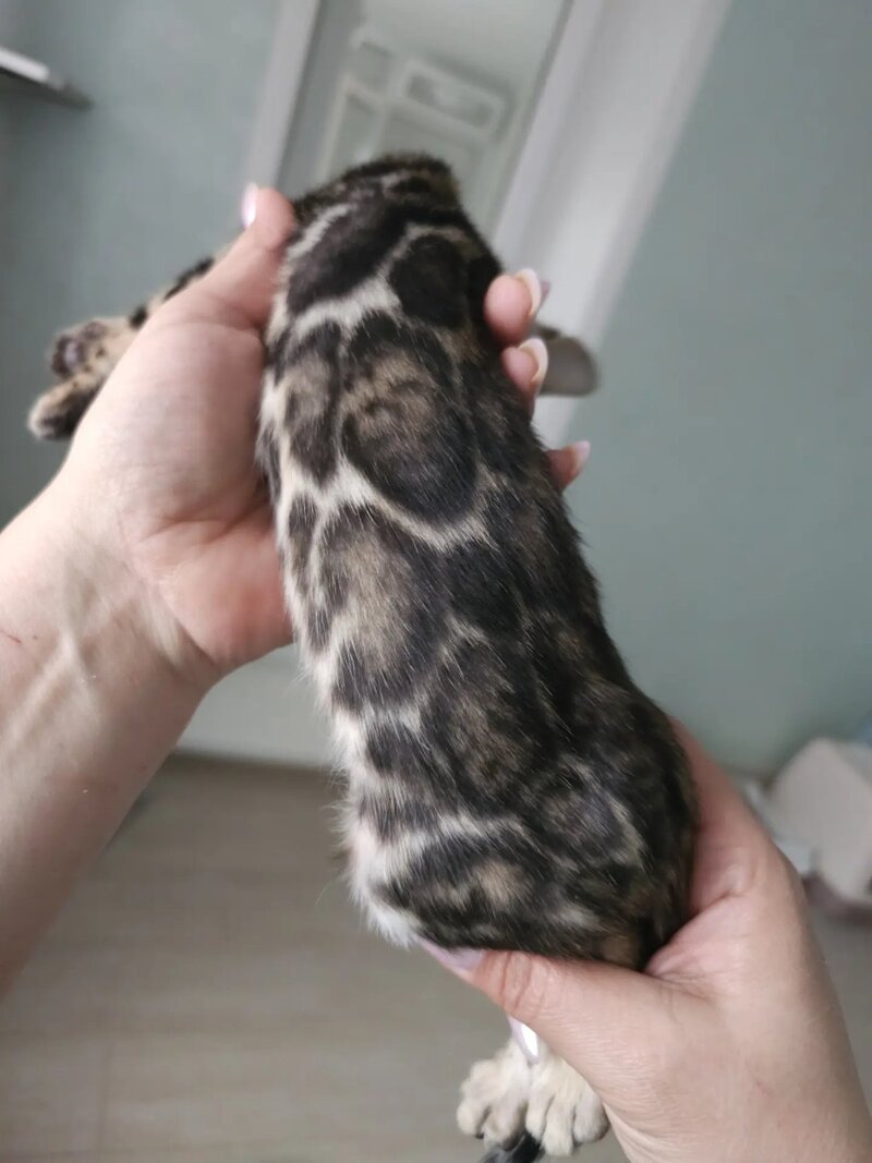 Тomagochi Bengal male black spotted tabby - live animals