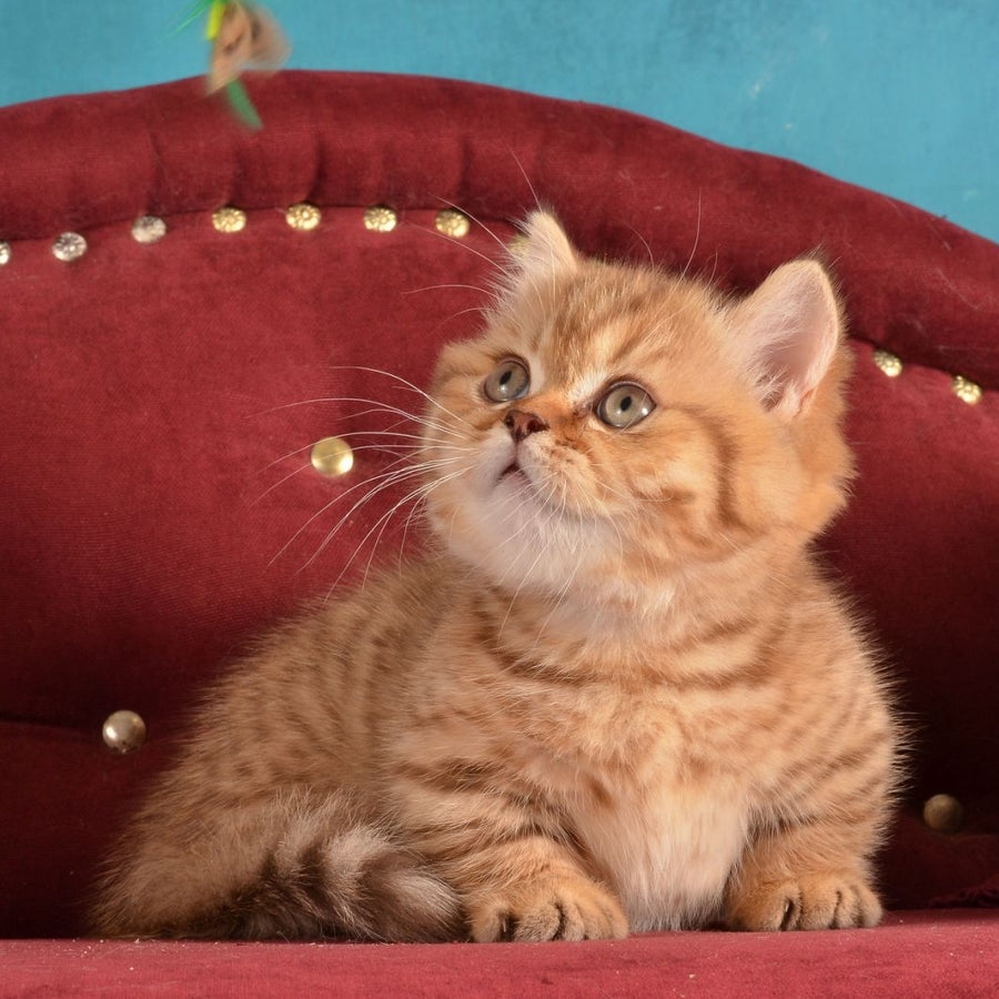Holly Munchkin female, chocolate spotted tabby